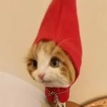 Mateo Garcés avatar